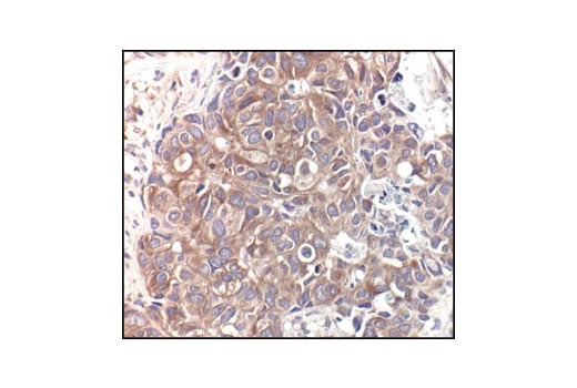Immunohistochemistry Image 1: alpha/beta-Tubulin Antibody