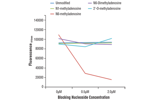 undefined Image 2: N6-Methyladenosine (m6A) (D9D9W) Rabbit Monoclonal Antibody