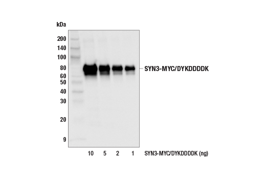 Western Blotting Image 2: Myc-Tag (9B11) Mouse Monoclonal Antibody (BSA and Azide Free)