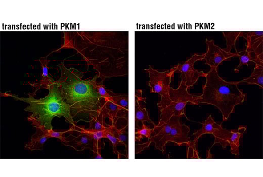 Immunofluorescence Image 1: PKM1 (D30G6) Rabbit Monoclonal Antibody (BSA and Azide Free)