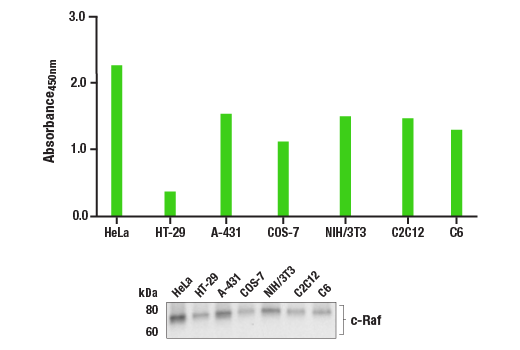 ELISA Image 1: PathScan<sup>®</sup> RP Total c-Raf Sandwich ELISA Kit