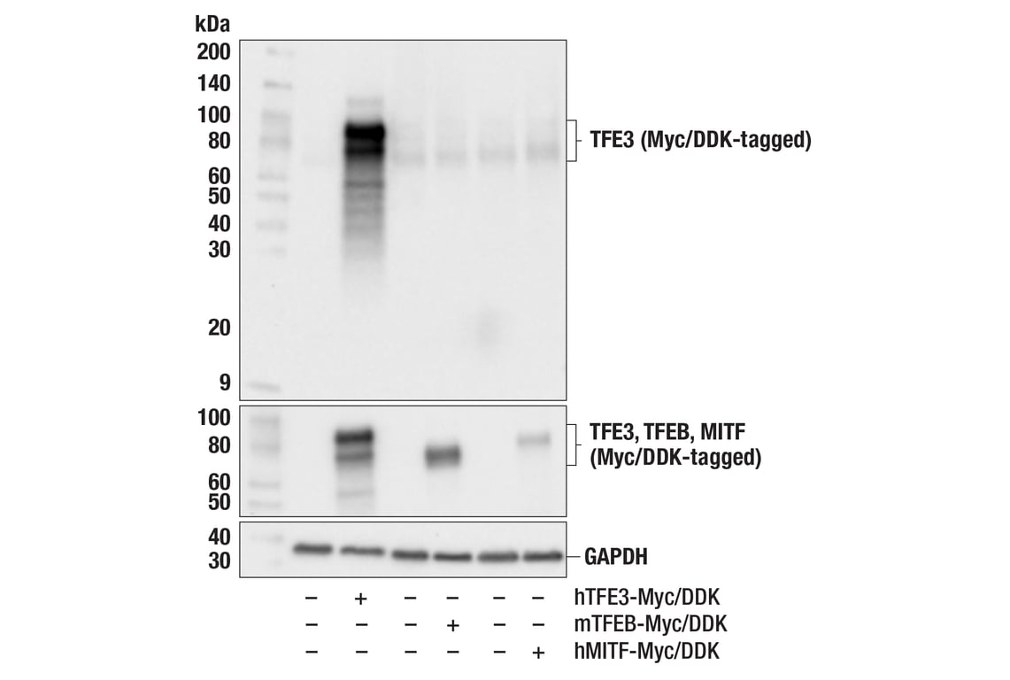 Western Blotting Image 3: TFE3 (F3Z2Q) Rabbit Monoclonal Antibody