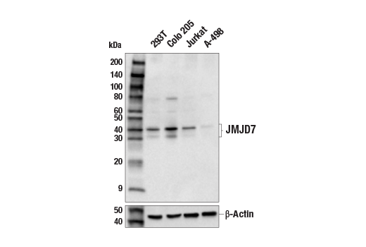 Western Blotting Image 2: JMJD7 (E8J8Q) Rabbit Monoclonal Antibody