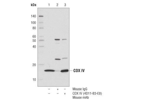 Immunoprecipitation Image 1: COX IV (4D11-B3-E8) Mouse Monoclonal Antibody