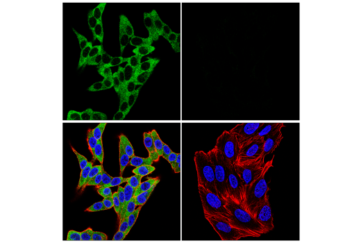 Immunofluorescence Image 1: SHP-1 (E1U6R) Rabbit Monoclonal Antibody