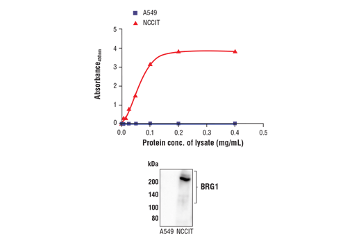 ELISA Image 1: FastScan<sup>™</sup> Total BRG1 ELISA Kit