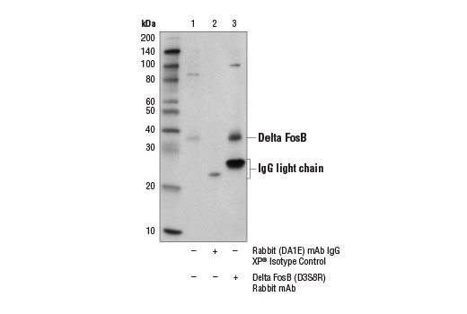 Immunoprecipitation Image 1: Delta FosB (D3S8R) Rabbit Monoclonal Antibody