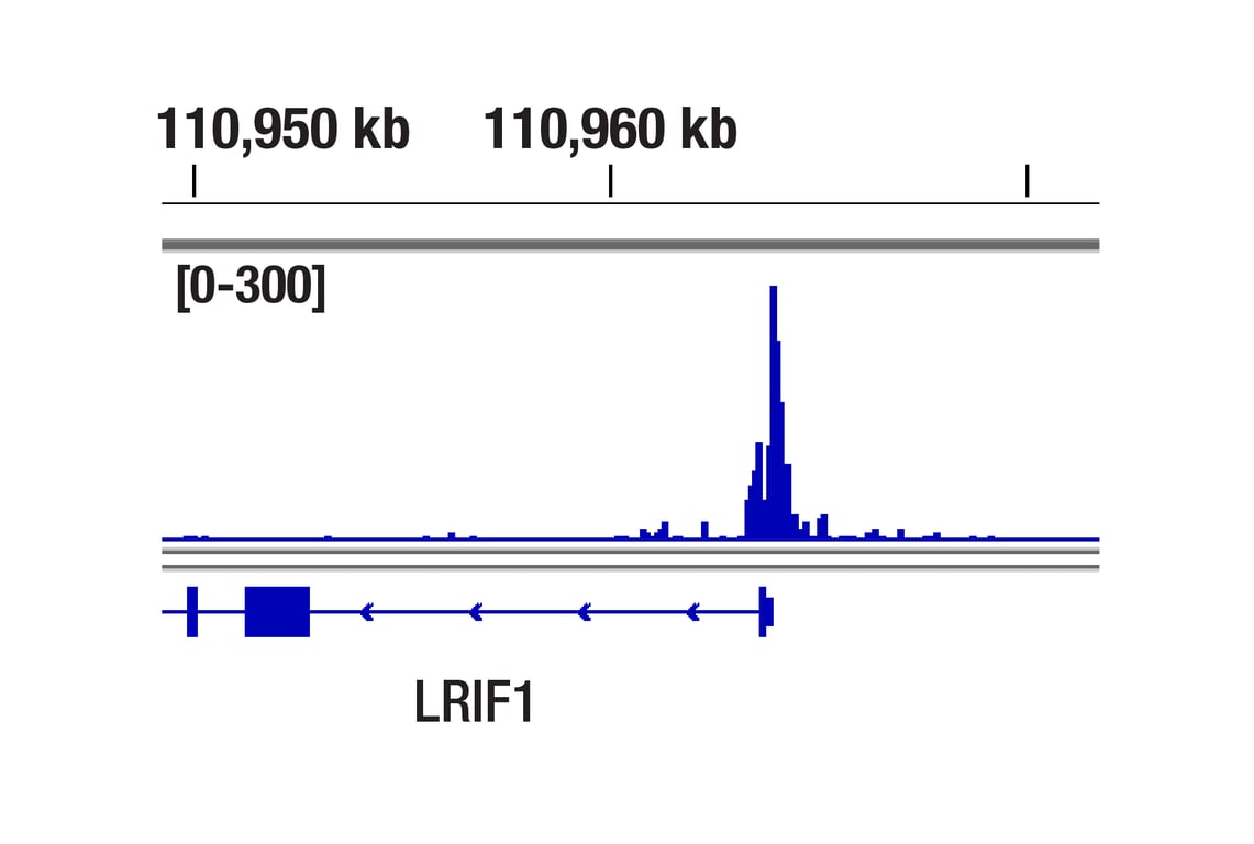 CUT & Tag Image 1: Tri-Methyl-Histone H4 (Lys20) (D84D2) Rabbit Monoclonal Antibody
