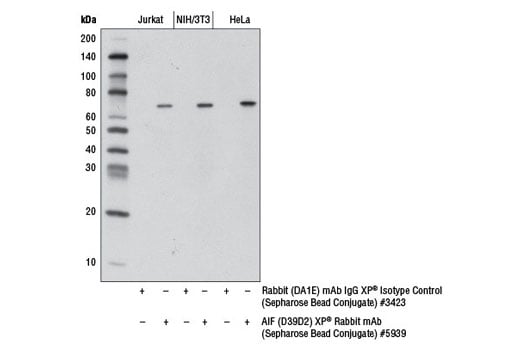 Immunoprecipitation Image 1: AIF (D39D2) XP<sup>®</sup> Rabbit mAb (Sepharose<sup>®</sup> Bead Conjugate)