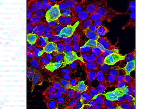 Immunofluorescence Image 1: His-Tag (D3I1O) Rabbit Monoclonal Antibody