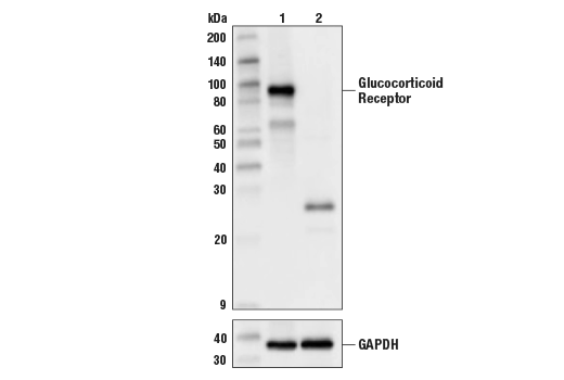 Western Blotting Image 3: Glucocorticoid Receptor (D6H2L) Rabbit Monoclonal Antibody