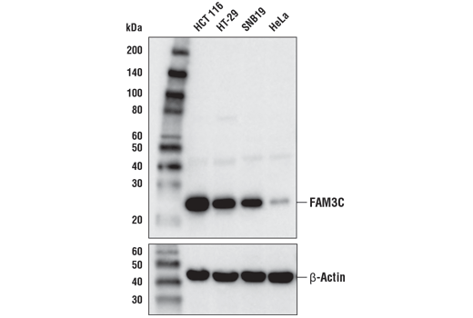 Western Blotting Image 1: FAM3C (D1S2D) XP<sup>®</sup> Rabbit mAb