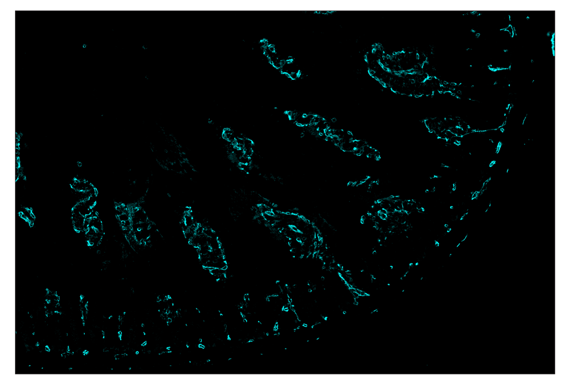 Immunohistochemistry Image 5: CD31 (PECAM-1) (D8V9E) & CO-0050-594 SignalStar<sup>™</sup> Oligo-Antibody Pair