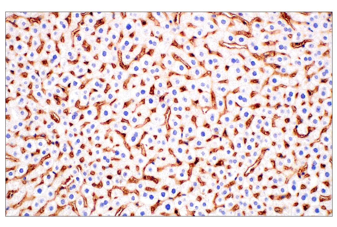 Immunohistochemistry Image 1: CD47 (E2V9V) Rabbit Monoclonal Antibody (BSA and Azide Free)