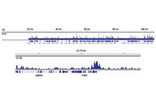 Chromatin Immunoprecipitation Image 2: SP1 (D4C3) Rabbit Monoclonal Antibody