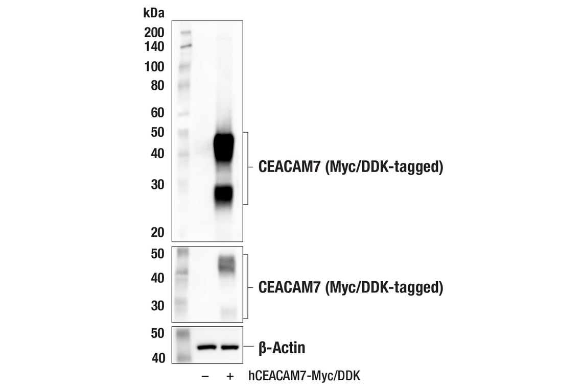 Western Blotting Image 2: CEACAM7 (E5Q6X) Rabbit Monoclonal Antibody (BSA and Azide Free)