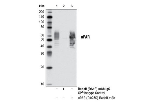 Immunoprecipitation Image 1: uPAR (D4Q5S) Rabbit Monoclonal Antibody
