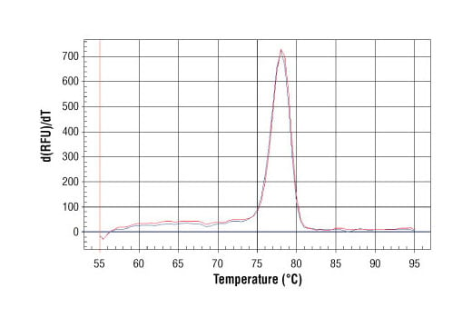 Chromatin Immunoprecipitation Image 1: SimpleChIP<sup>®</sup> Human CaMK2D Intron 3 Primers