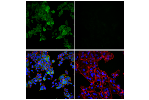 Immunofluorescence Image 1: Syk (D3Z1E) Rabbit Monoclonal Antibody (BSA and Azide Free)