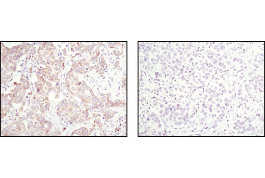 Immunohistochemistry Image 3: Bim (C34C5) Rabbit Monoclonal Antibody (BSA and Azide Free)