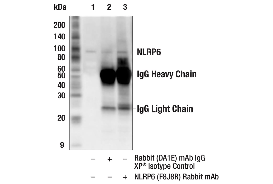 Immunoprecipitation Image 1: NLRP6 (F8J8R) Rabbit Monoclonal Antibody