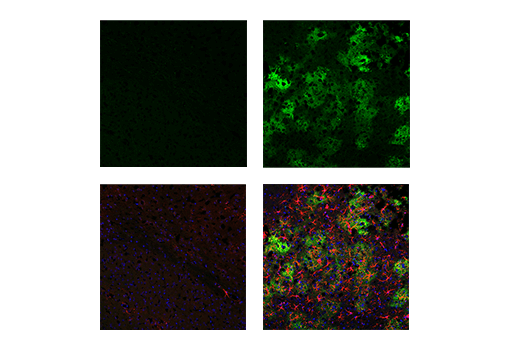 Immunofluorescence Image 2: CD44 (IM7) Rat Monoclonal Antibody