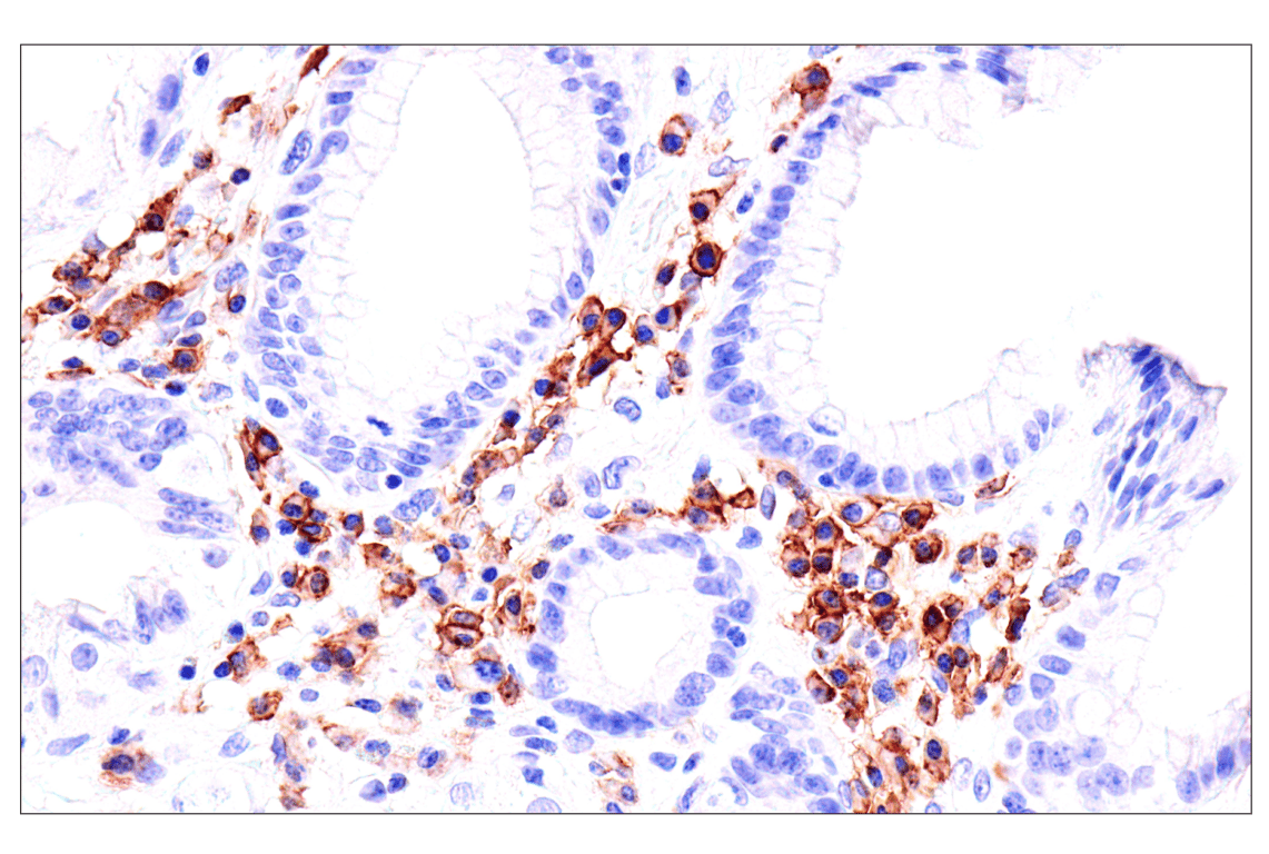Immunohistochemistry Image 8: Semaphorin-4A (E5N3K) Rabbit Monoclonal Antibody (BSA and Azide Free)
