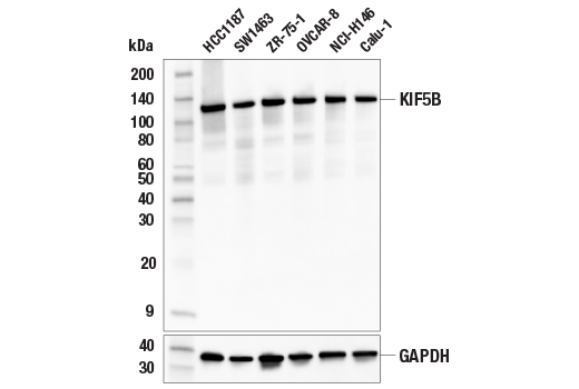 Western Blotting Image 2: KIF5B (E4A5A) Rabbit Monoclonal Antibody