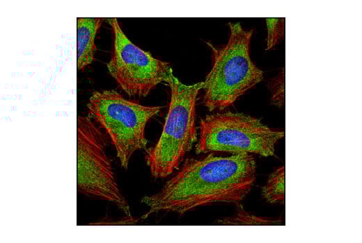 Immunofluorescence Image 1: eIF3A (D51F4) Rabbit Monoclonal Antibody
