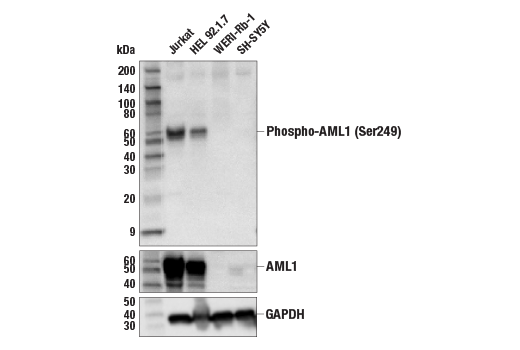 Western Blotting Image 3: Phospho-AML1 (Ser249) Antibody