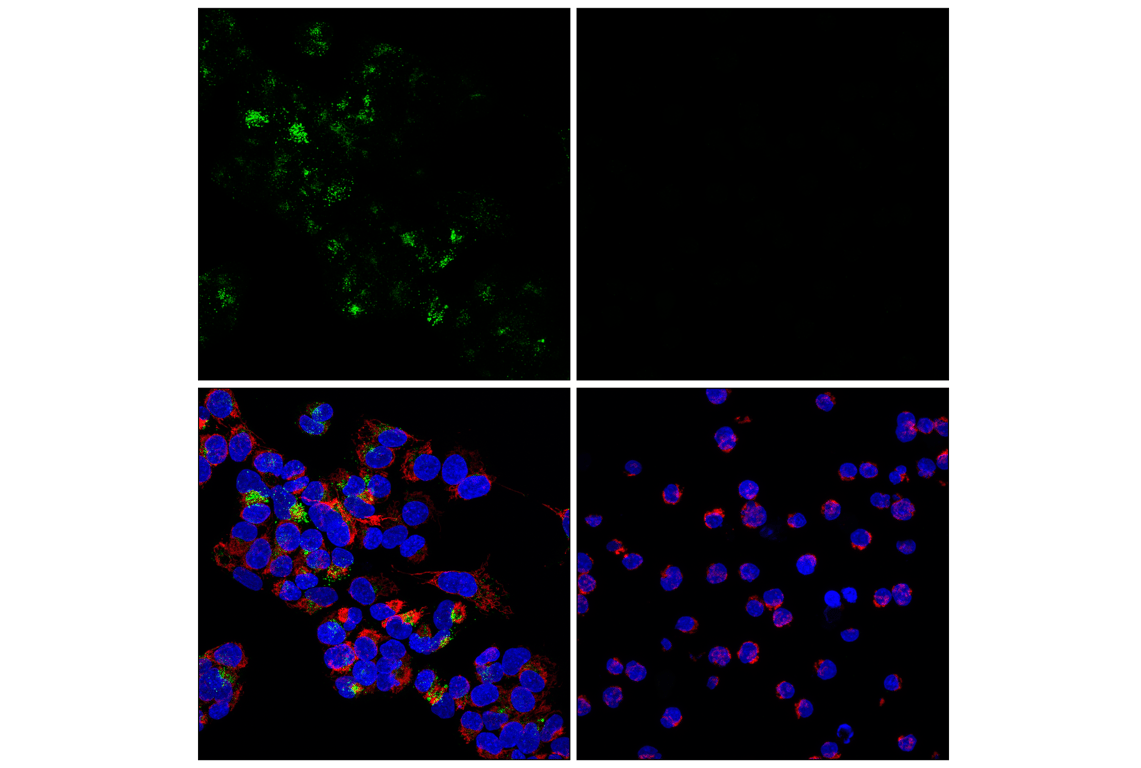 Immunofluorescence Image 1: ITM2C/Bri3 (F3X8Z) Rabbit Monoclonal Antibody