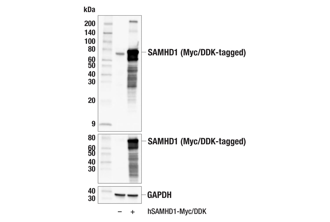 Western Blotting Image 2: SAMHD1 (E8V1G) Rabbit Monoclonal Antibody
