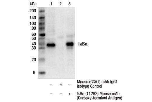 Immunoprecipitation Image 1: IkappaB alpha (112B2) Mouse Monoclonal Antibody (Carboxy-terminal Antigen)