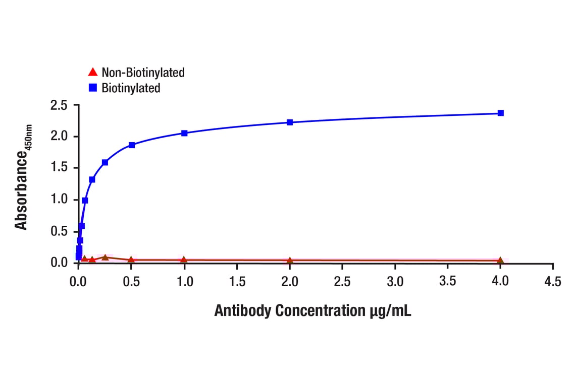 E Image 1: Androgen Receptor (AR-V7 Specific) (E3O8L) Rabbit Monoclonal Antibody (Biotinylated)