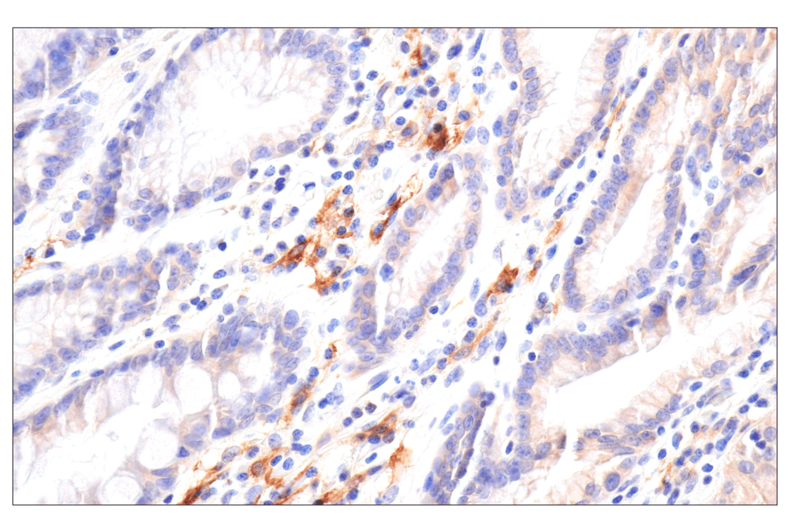 Immunohistochemistry Image 2: SLC40A1/Ferroportin-1 (F9U5S) Rabbit Monoclonal Antibody (BSA and Azide Free)