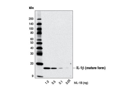 Western Blotting Image 2: IL-1 beta (D3U3E) Rabbit Monoclonal Antibody (BSA and Azide Free)
