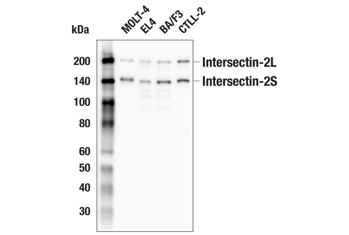 Western Blotting Image 3: Intersectin-2 (E5J9F) Rabbit Monoclonal Antibody
