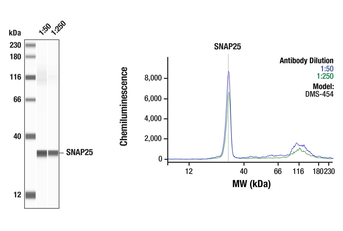 Western Blotting Image 1: SNAP25 (F5Z2D) Rabbit Monoclonal Antibody