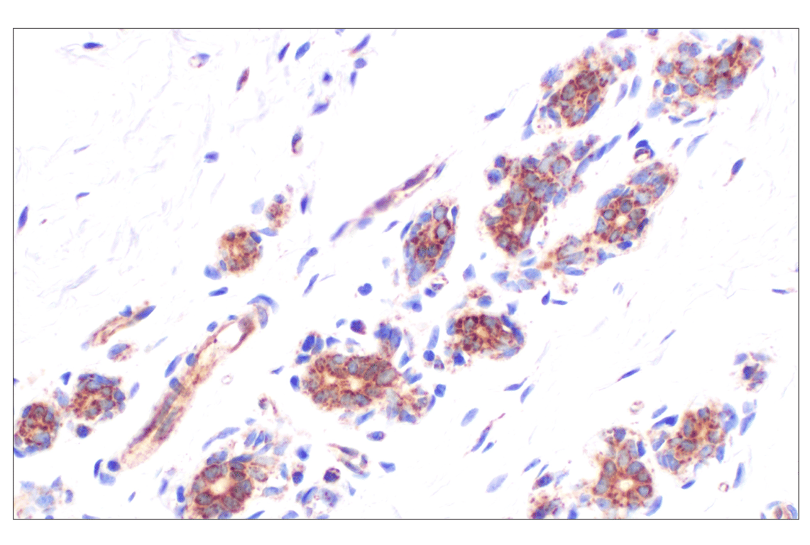undefined Image 40: Organelle Localization IF Antibody Sampler Kit