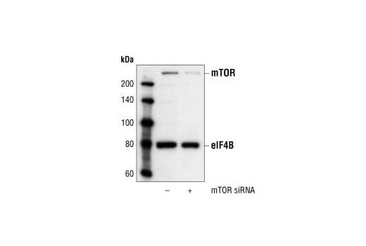 Western Blotting Image 2: mTOR Antibody