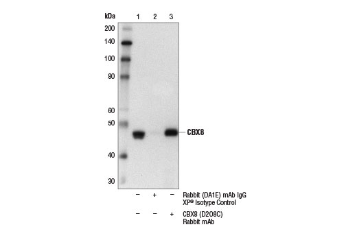 Immunoprecipitation Image 1: CBX8 (D2O8C) Rabbit Monoclonal Antibody