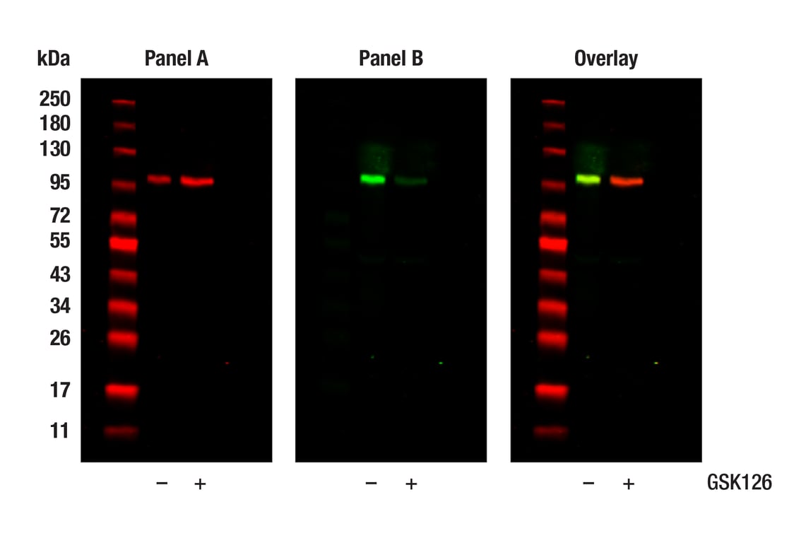 Western Blotting Image 1: Tri-Methyl-Ezh2 (Lys509) (F1D1Q) Rabbit Monoclonal Antibody