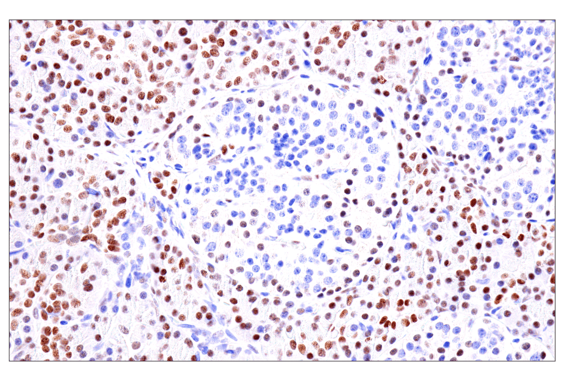 Immunohistochemistry Image 10: GATA-6 (D61E4) Rabbit Monoclonal Antibody (BSA and Azide Free)