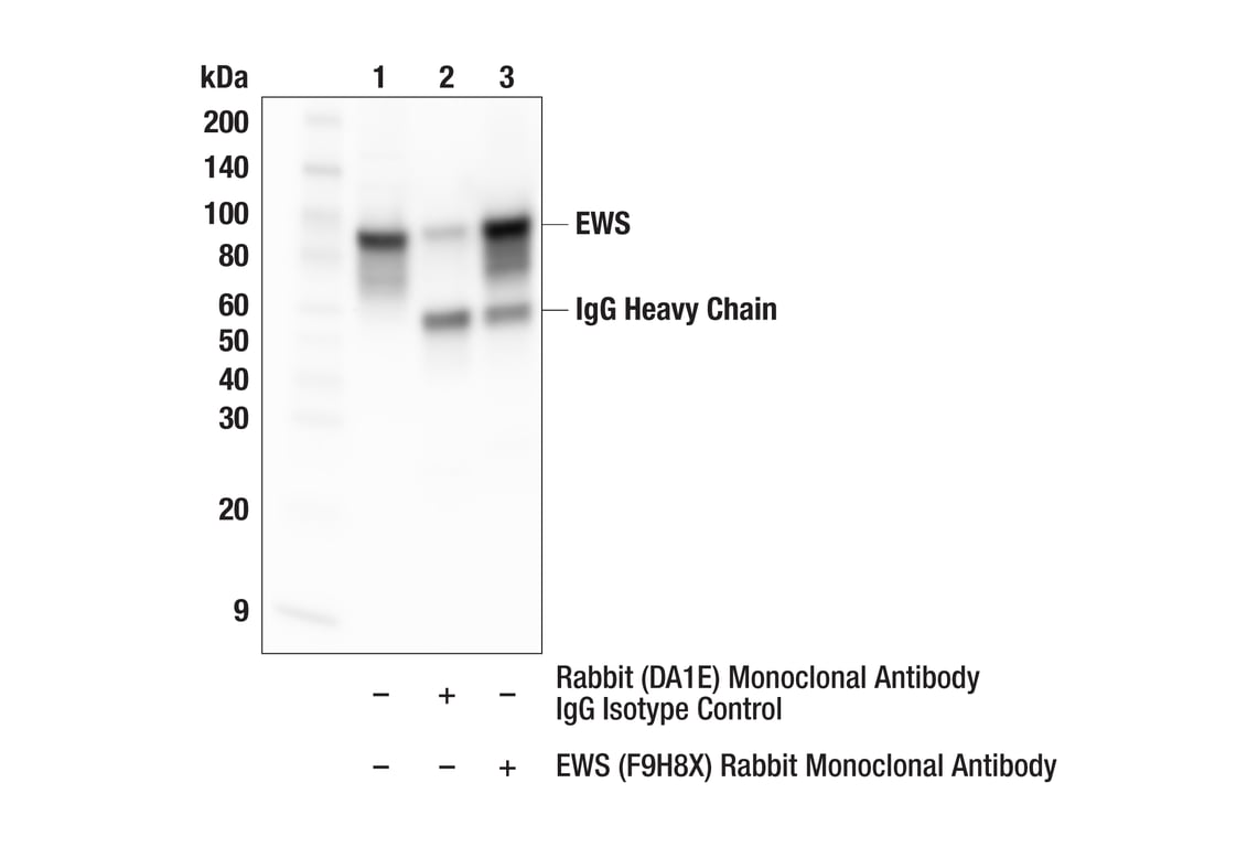 Immunoprecipitation Image 1: EWS (F9H8X) Rabbit Monoclonal Antibody
