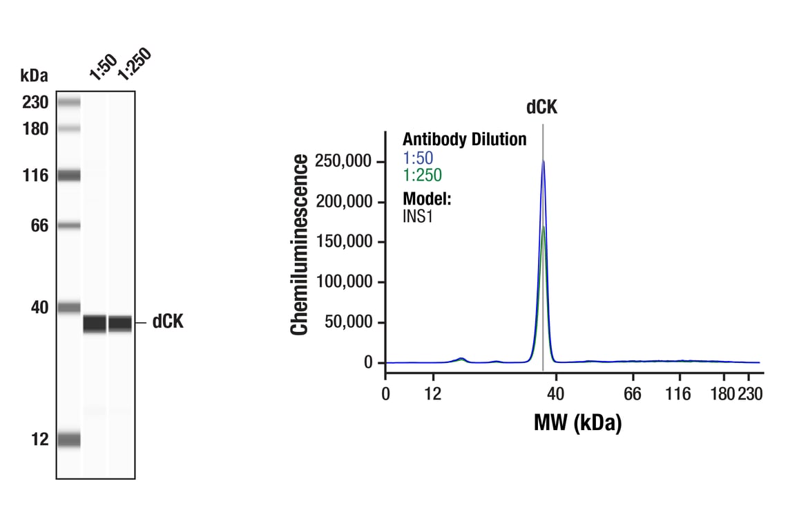 Western Blotting Image 1: dCK (F1B5N) Rabbit Monoclonal Antibody