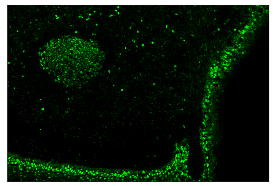 Immunohistochemistry Image 2: PCNA (D3H8P) & CO-0090-647 SignalStar<sup>™</sup> Oligo-Antibody Pair