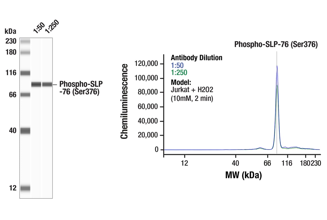 Western Blotting Image 1: Phospho-SLP-76 (Ser376) (E3G9U) Rabbit Monoclonal Antibody