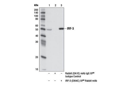 undefined Image 16: Rig-I Pathway Antibody Sampler Kit
