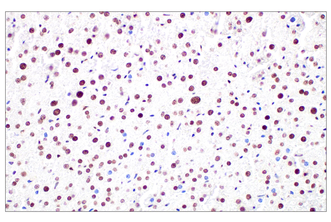 Immunohistochemistry Image 13: Basic FGF (E5Y6M) Rabbit Monoclonal Antibody
