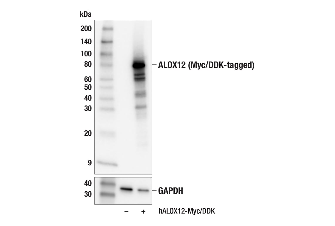 Western Blotting Image 2: ALOX12 (E3O9P) Rabbit Monoclonal Antibody